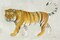 Big Cat II Poster Print by Albena Hristova - Item # VARPDX44157